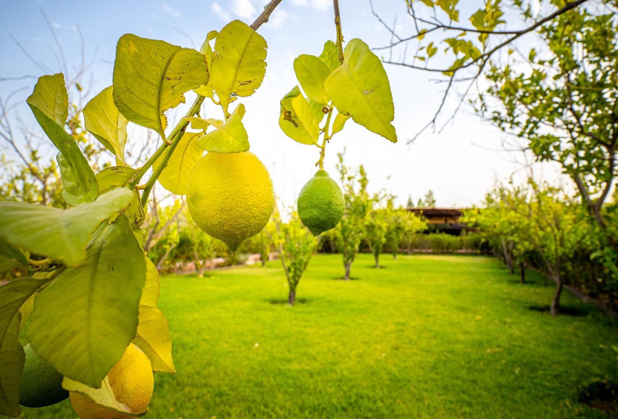 Hotel The Lemonary Marrakech Ouled Moumen Exteriér fotografie